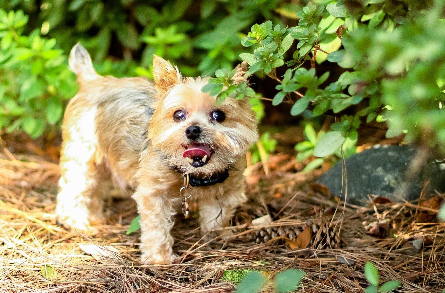 Surrender Your Pet Compact Canine Rescue