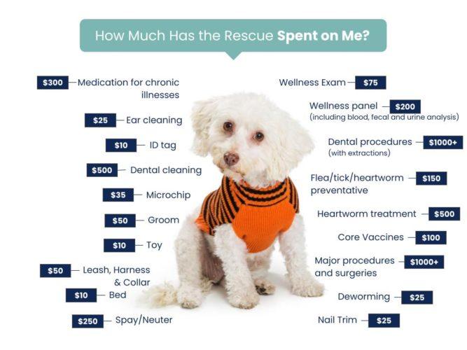 Adoption Fees Compact Canine Rescue