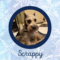 Scrappy