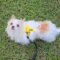 Cloe