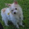 Cloe