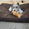 Heidi (min schnauzer)