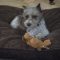 Heidi (min schnauzer)