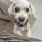 Chester
