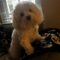 Lulu (Maltese)