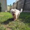 Junior