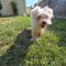 Junior
