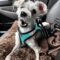 Terry