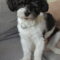 Lucky (havanese)