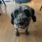 Preston (poodle mix)