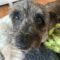Preston (poodle mix)