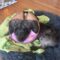 Preston (poodle mix)