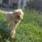 Peanut