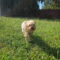 Peanut