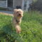 Peanut