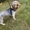 Murphy