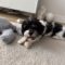 Lucky (havanese)