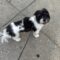 Lucky (havanese)